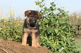 BERGER ALLEMAND 555
